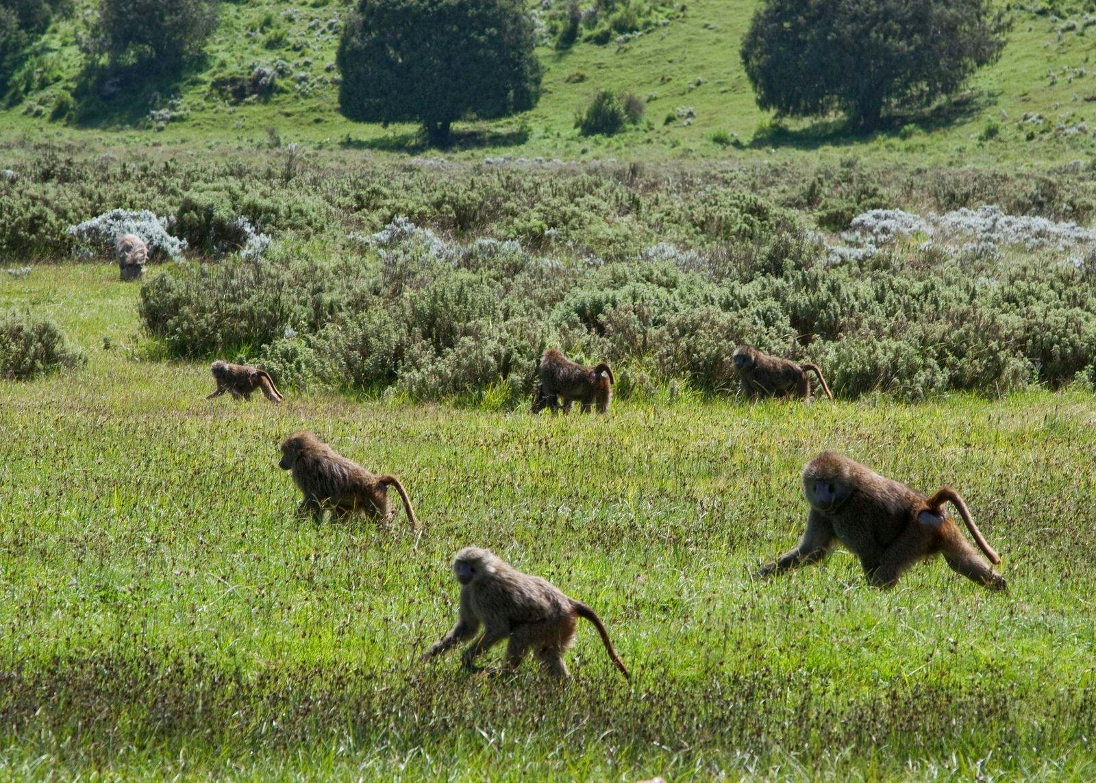Ethiopian Montane Grasslands and Woodlands One Earth